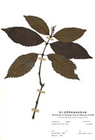 藏品(紅果金粟蘭)的圖片